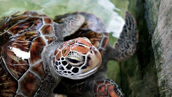 Sea Turtle Farm